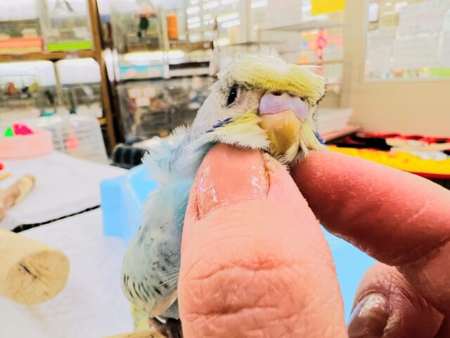 羽衣セキセイインコ