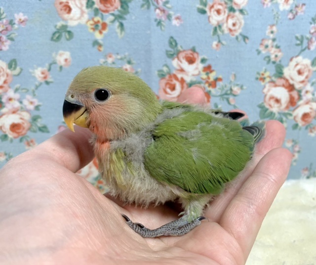 コザクラインコ（小桜インコ）