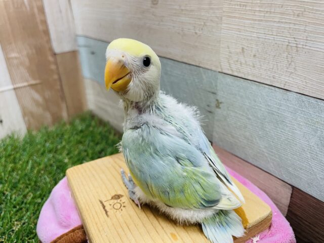 コザクラインコ（小桜インコ）