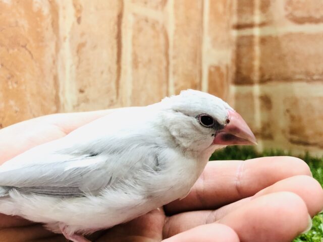 このカラー好きです！　シルバー文鳥　Ｒ４　１２／８撮影