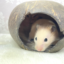 元気もりもり✨️✨キンクマハムスター男の子2022年11月生まれ