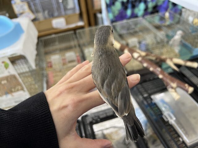 桜文鳥