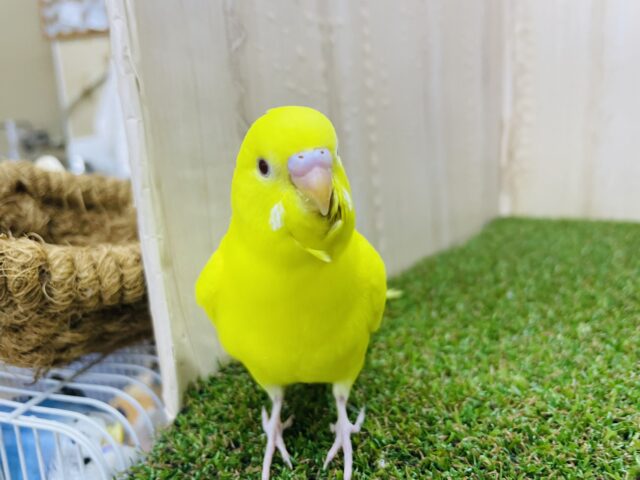 セキセイインコ