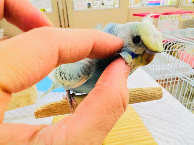 羽衣セキセイインコ