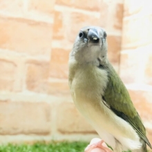 コキンチョウのヒナ入舎です　コキンチョウ　ノーマル　Ｒ４　１２／２２撮影