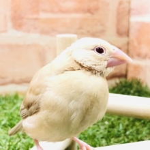 人気のシナモンです　Ｒ５　１／１６撮影