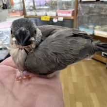 画像更新☆くりくり坊主⁉︎桜文鳥の雛入舎です！