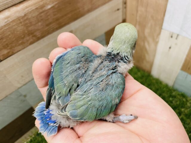 コザクラインコ（小桜インコ）