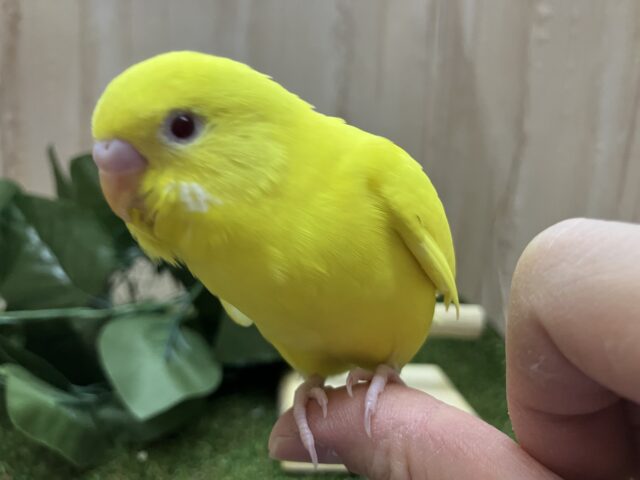 セキセイインコ