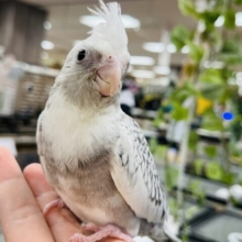 【最新画像更新！！】レアカラーのオカメちゃん♪オカメインコ(WFパールパイド)