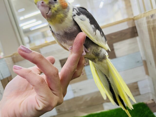 オカメインコ