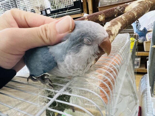 オキナインコ