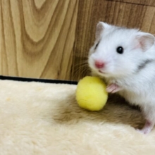 ベビーフェイスハムちゃん♡長毛ハムスター(グレー系) 男の子