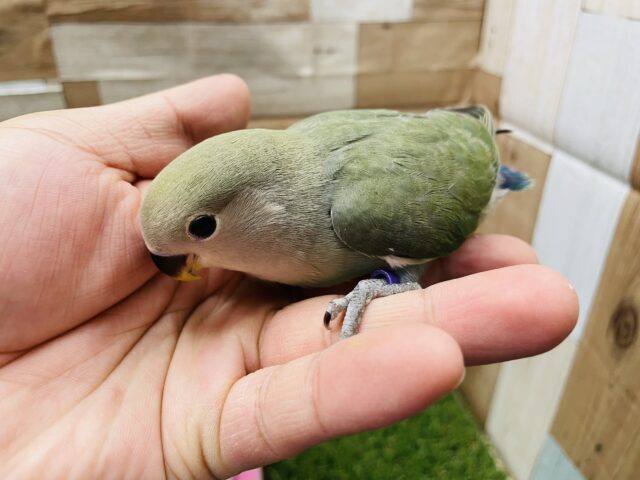 コザクラインコ（小桜インコ）