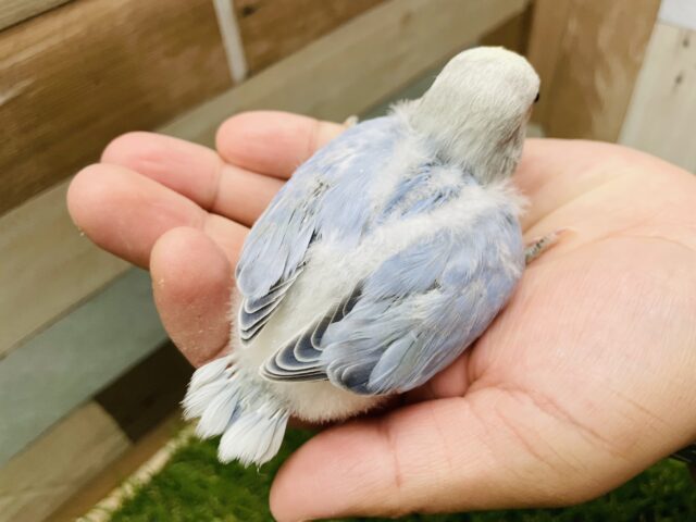 コザクラインコ（小桜インコ）