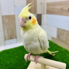 うっすらパール模様のあるオカメインコルチノー♪
