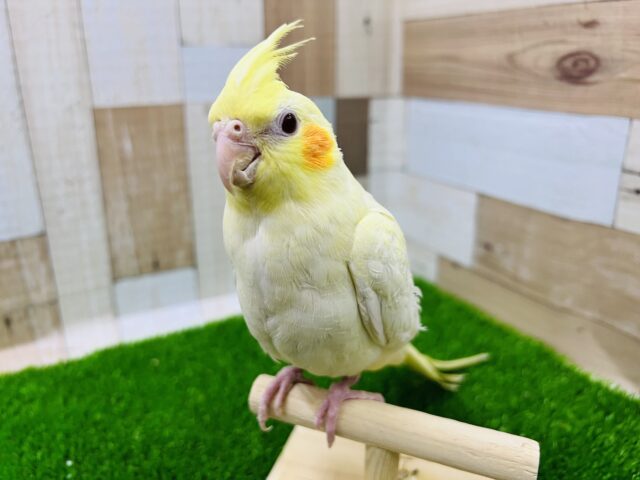 うっすらパール模様のあるオカメインコルチノー♪