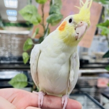 人気の高いカラーです♫オカメインコ(ルチノー)