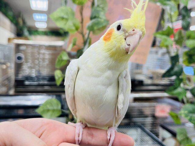 人気の高いカラーです♫オカメインコ(ルチノー)