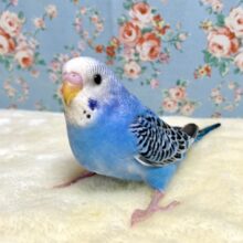 セキセイインコ   ブルーオパーリン  🦋💙 *      1/31
