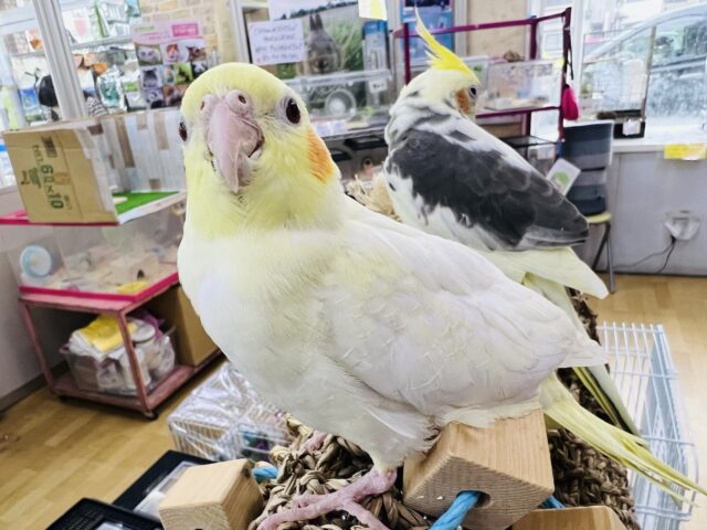 オカメインコ