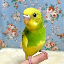 セキセイインコ   イエローパイド 🍋 .*゜  1/31