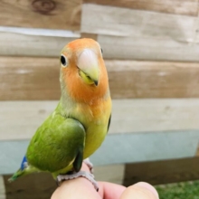 手乗り肩乗りが大好き♡コザクラインコのノーマル！