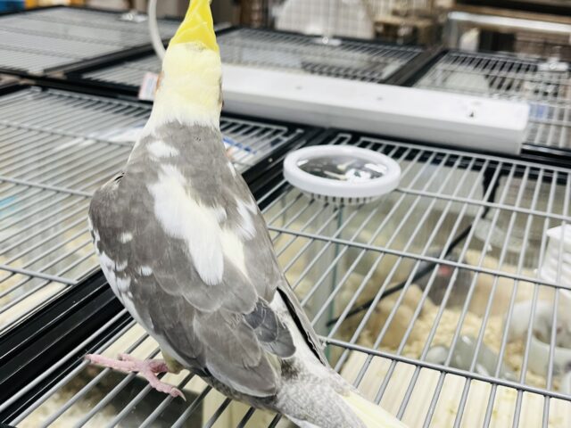 オカメインコ