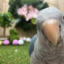 めっかわ💗色鮮やかなブルーのオキナインコさん！！　オキナインコ