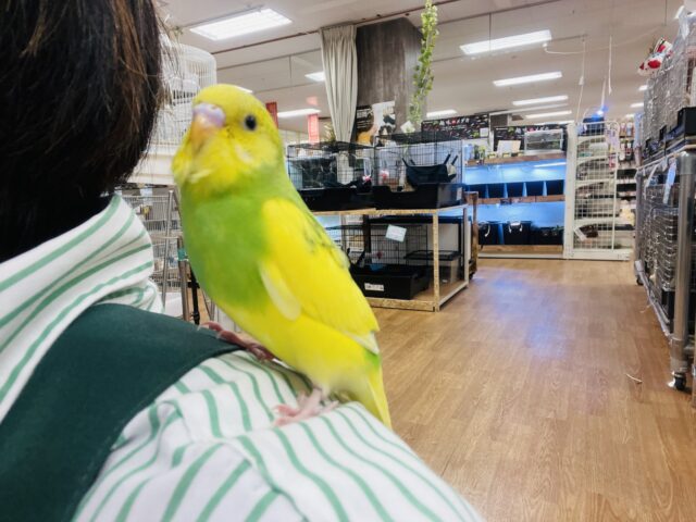 セキセイインコ