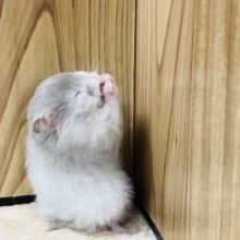 明るめカラーのハムちゃんです！長毛ハムスター(ライトセーブル)