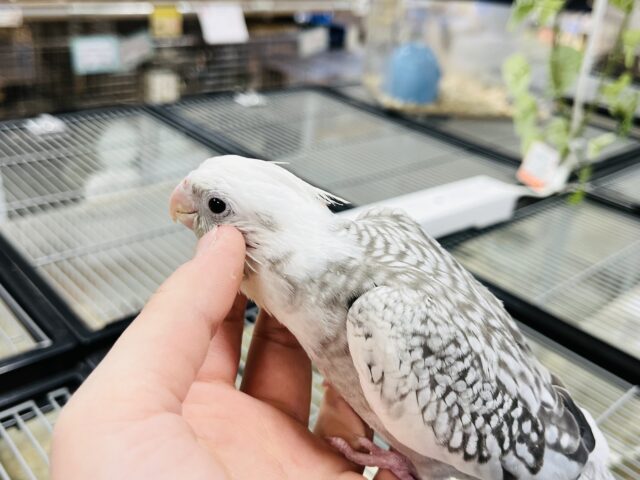 オカメインコ