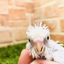 大人気カラーのひなです　セキセイインコ　ライラック　Ｒ５　１／３０撮影