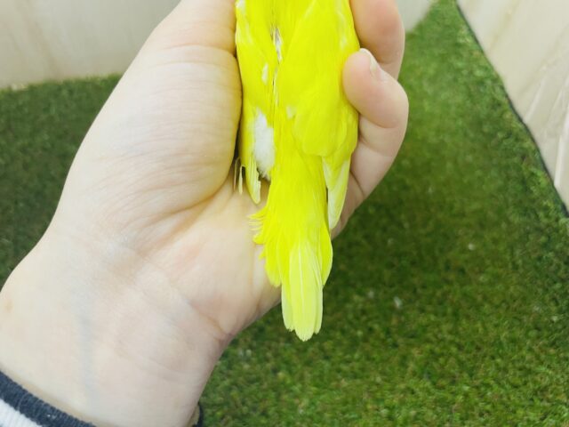 セキセイインコ