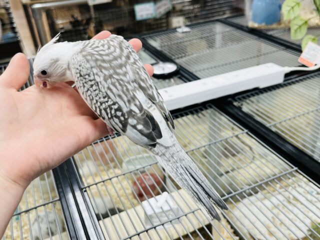 オカメインコ