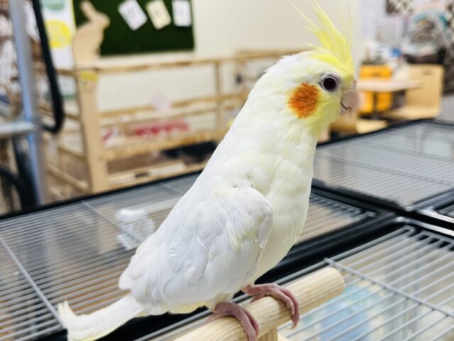 オカメインコ