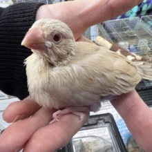 画像更新☆宇宙人じゃないよ‼︎シナモン文鳥〜