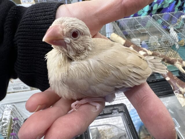 画像更新☆宇宙人じゃないよ‼︎シナモン文鳥〜