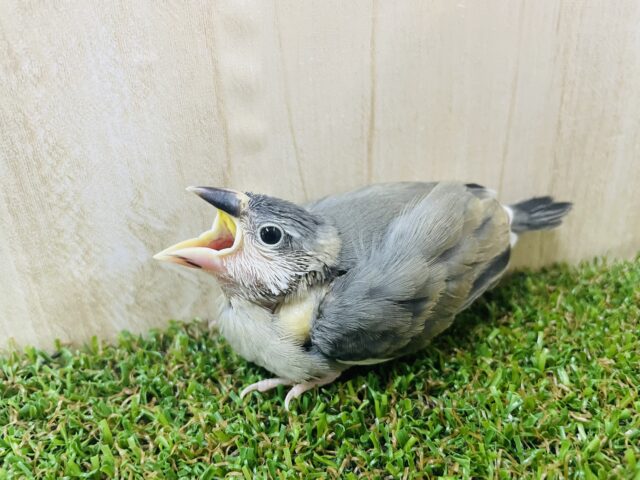 桜文鳥