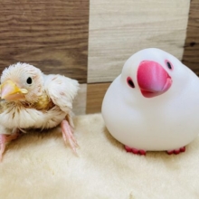 真っ白美白の大人気カラー！白文鳥のヒナやって来ました♪