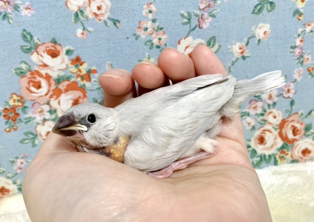 シルバー文鳥