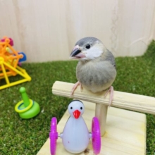 最新動画・画像になります！桜文鳥の「ブンさん」いますよ〜