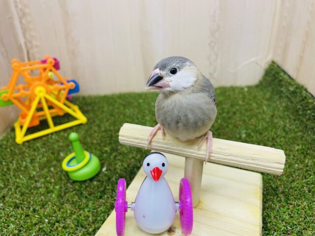 最新動画・画像になります！桜文鳥の「ブンさん」いますよ〜