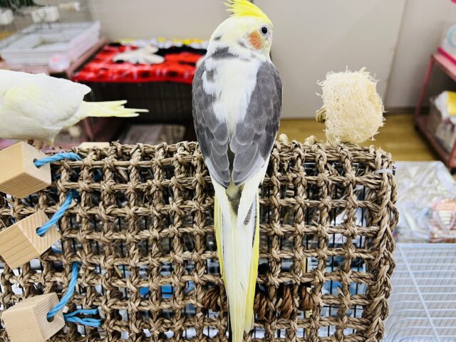 オカメインコ