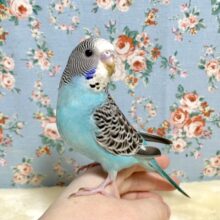 セキセイインコ  ノーマルブルー 💧💠   1/31