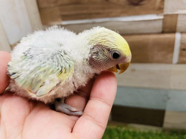 コザクラインコ（小桜インコ）