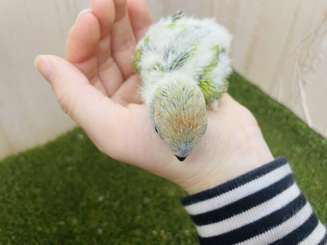 コザクラインコ（小桜インコ）