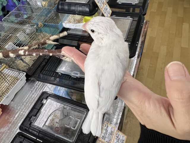 白文鳥