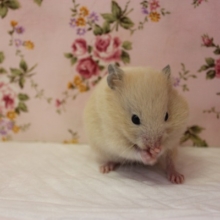 みんなの人気者､金色のクマさん♩キンクマハムスター♀