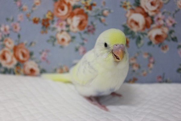 最高に綺麗です✨手乗りセキセイインコ(ハルクイン)